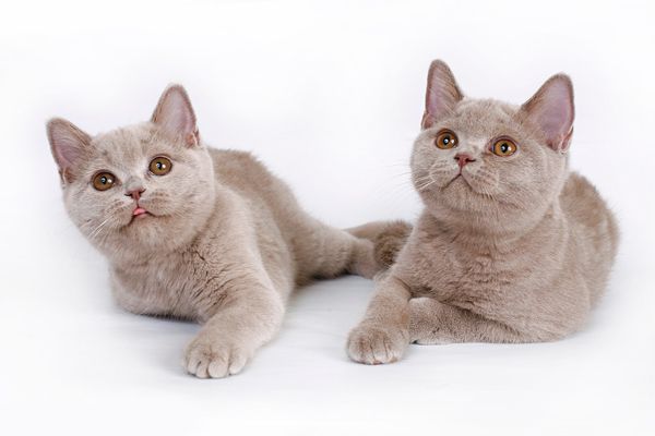 britanskaya-koshka_lilovaya