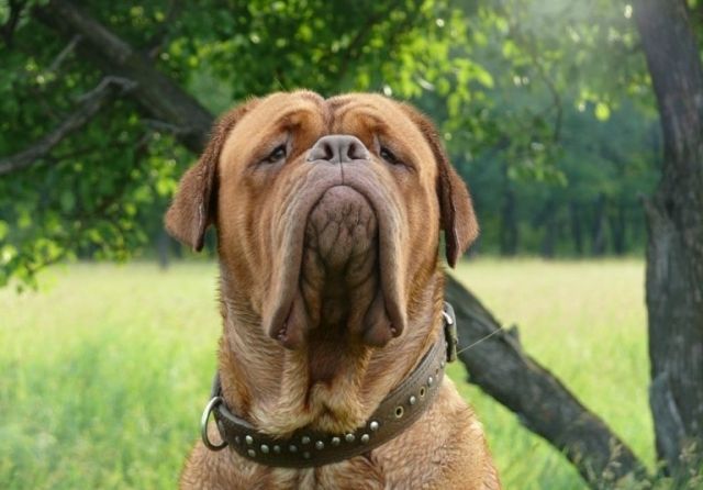Angliyskiy-mastif.jpg