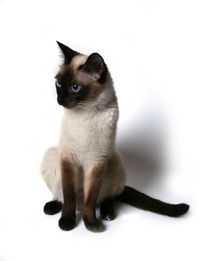 siamese_cat.jpg