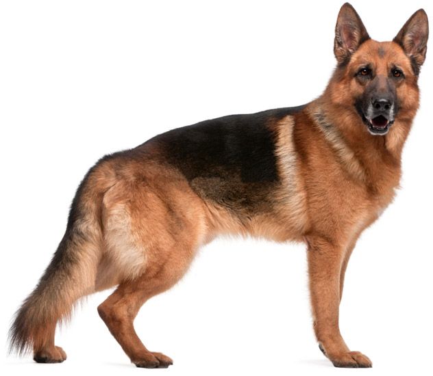 german-shepherd.jpg