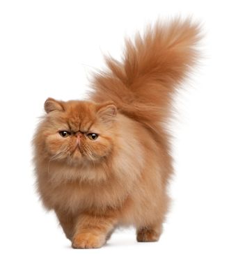 persian_cat.jpg