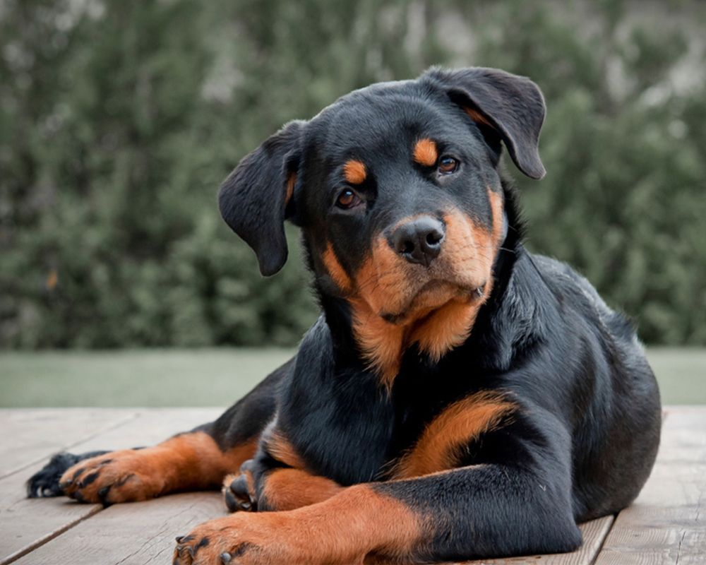 rottweiler-puppy.jpg
