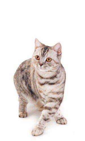 Britanskaya_korotkosherstnaya