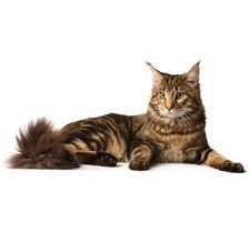 kot-maine-coon-225.jpg